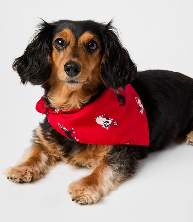 Holiday Kitten Dog Bandana
